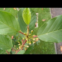 Bourdaine, Frangula alnus (2)